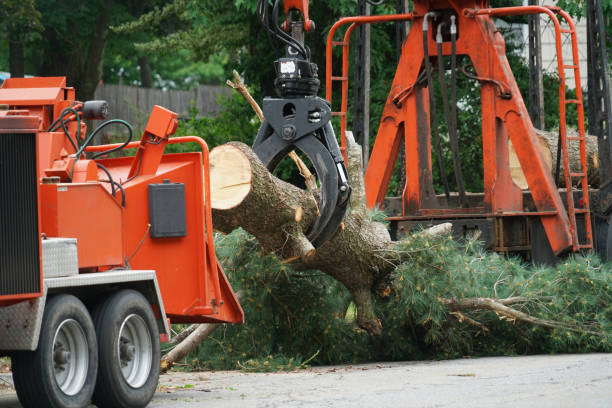 Best Fruit Tree Pruning  in USA